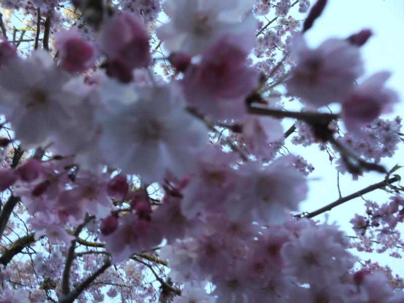 si-saido sakura