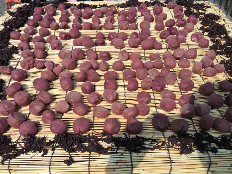 umebosi2