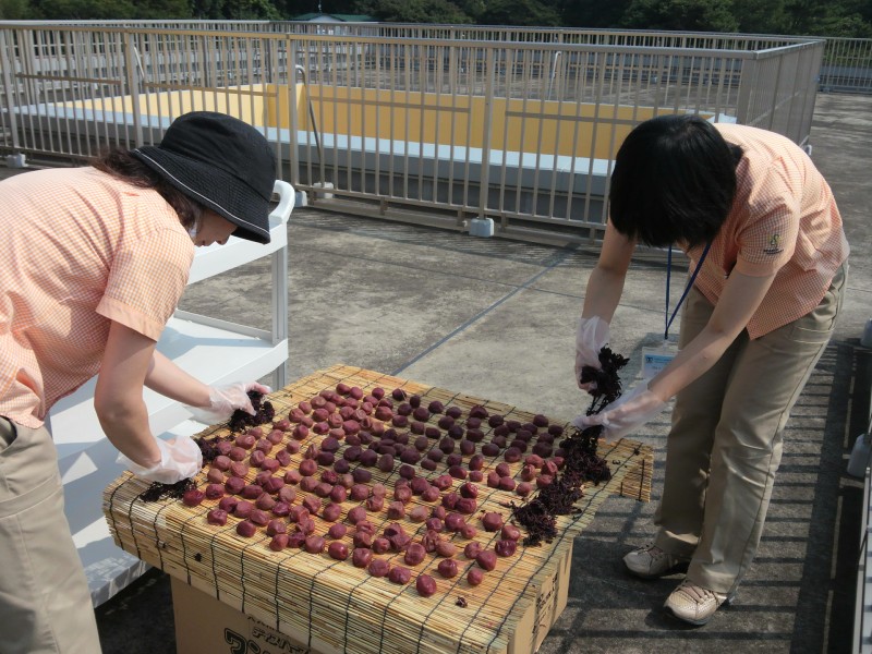 umebosi3
